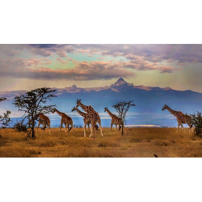Plakát, Obraz - Herd of Reticulated giraffes in front, Manoj Shah, 40 × 22.2 cm