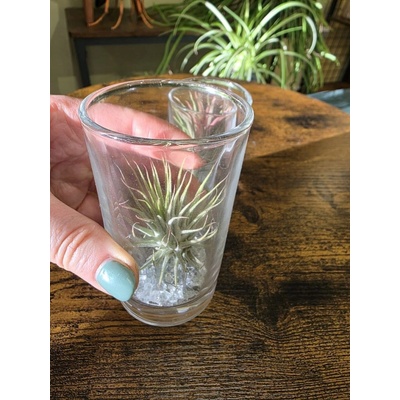 Tillandsia světlá ve skle