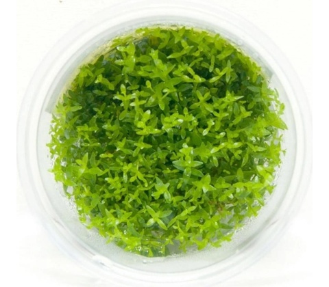 Gratiola viscidula