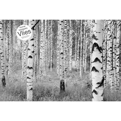 Komar XXL4-023 Vliesová fototapeta na zeď Břízový háj břízy černobílé rozměry 368x248 cm