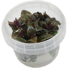 Alternanthera reineckii Purple