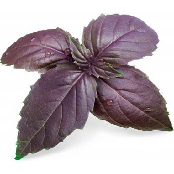 Veritable Вложка за семена Lingot необичайни билки лилав босилек (lingot-bazylia-purpurowa)