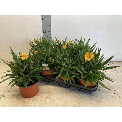 S Coreopsis grandiflora 50cm/6 rudbekie, živá rostlina