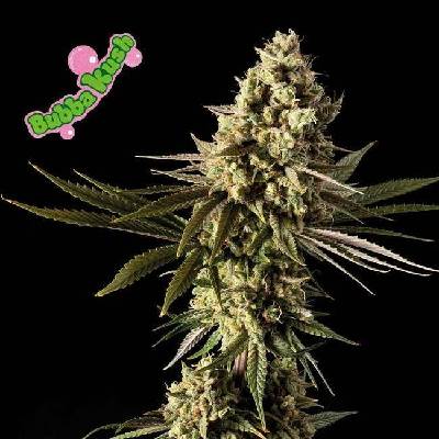 Seedsman Bubba Kush semena neobsahují THC 3 ks