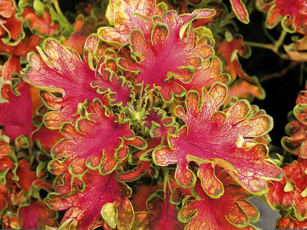 Koleus Copper