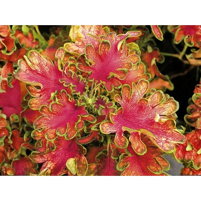 Koleus Copper