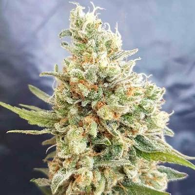 Freedom Of Seeds Crystal Dwarf AUTO semena neobsahují THC 3 ks