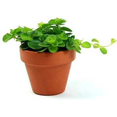 Gardners Peperomia rotundifolia, průměr 6 cm Peperomie, Pepřinec