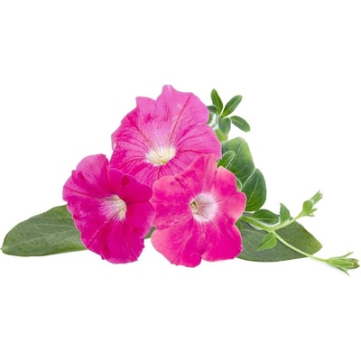 Click & Grow Семена Click and Grow, розова петуния, 3 броя (SGR73X3)