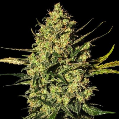 White Label Master Kush Automatic semena neobsahují THC 5 ks