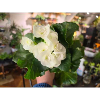 PlantBros flower Kvitnúca begónia Farba: Biela