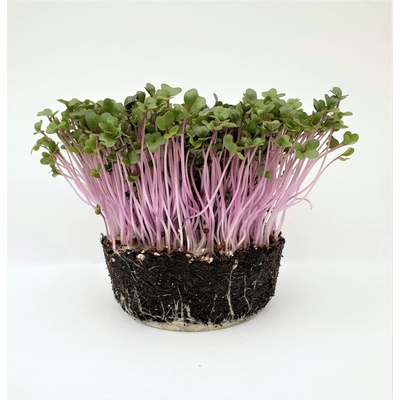 Microgreens Růžová kedlubna na microgreens, 50 g