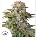 Dutch Passion C-Vibez semena neobsahují THC 10 ks