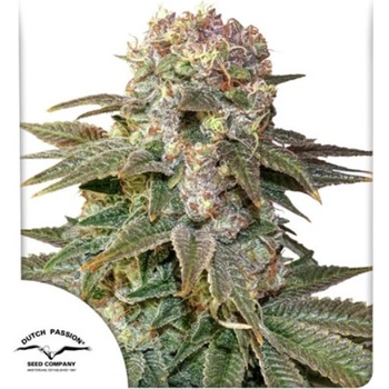 Dutch Passion C-Vibez semena neobsahují THC 10 ks