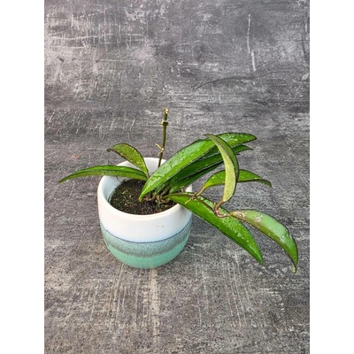 Hoya Rosita mini (Voskovka s načervenalými listy) – Sleviste.cz