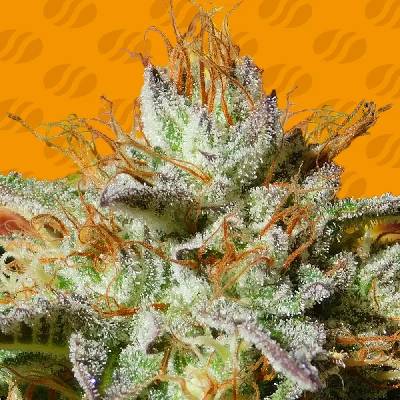 Original Sensible Seeds Wedding Cookies semena neobsahují THC 5 ks