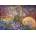 Grafika Art Puzzle - Puzzle Josephine Wall: Titania II - 1 500 piese