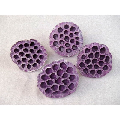 lotos velký fialový, 8-10 cm, cena za 15 ks