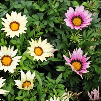 Gazánia žiarivá - zmes - Gazania rigens mix - semená - 50 ks