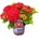 Forever & Ever® Macrophylla Red Forever & Ever® Red
