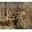 Bastogne Breakout