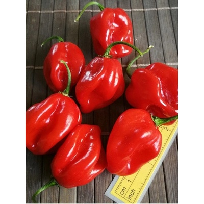 Habanero Red 19-CC13-11-1 (chilli semena) 1 ks