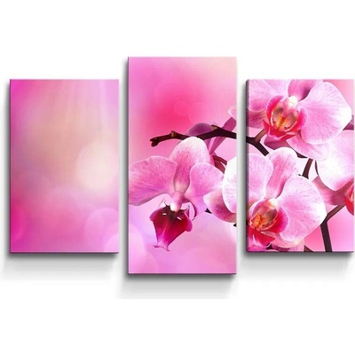 Sablio Obraz - 3-dílný Květy orchideje - 75x50 cm