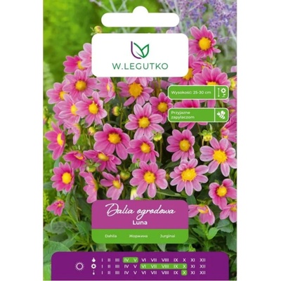 W. Legutko Розова далия „Луна, 1 брой