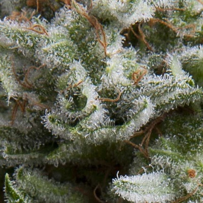 Pyramid Seeds Auto Anesthesia semienka neobsahujú THC 50 ks