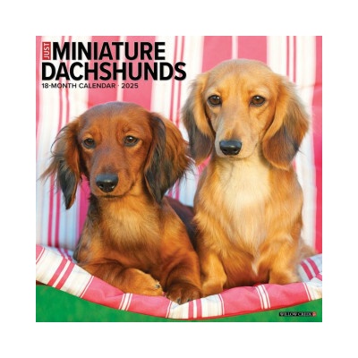 Miniature Dachshunds 12 X 12 Wall 2026