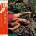 Roxy Music - Stranded LTD CD