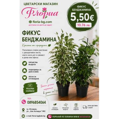Фикус Бенджамина