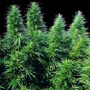 Sensi Seeds Ruderalis Skunk regular semena neobsahují THC 10 ks