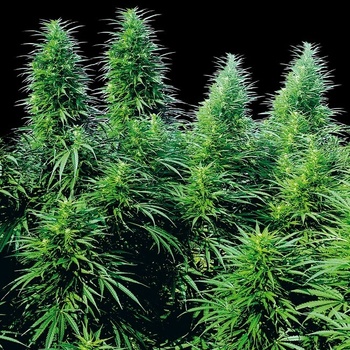 Sensi Seeds Ruderalis Skunk regular semena neobsahují THC 10 ks