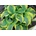 Hosta School Mouse 30 cm 1ks