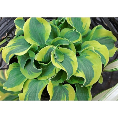 Hosta School Mouse 30 cm 1ks