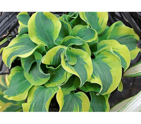 Hosta School Mouse 30 cm 1ks