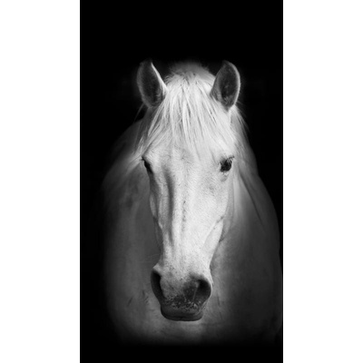 Fotozáclony kůň 140x245cm FCS L 7520