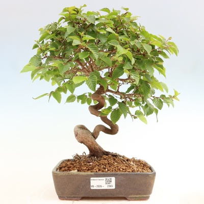 e-bonsai Venkovní bonsai -Carpinus coreana - Habr korejský
