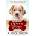 Lacey's Story: A Puppy Tale | W. Bruce Cameron
