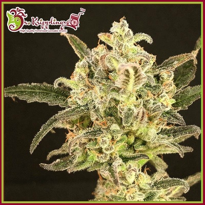 Dr. Krippling Seeds Dolly Kush semena neobsahují THC 1 ks