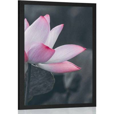 Plakát jemný lotosový květ - 30x45 black