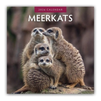 Browntrout Verlags GmbH Meerkats - Erdmännchen 2026 - 16-Monatskalender