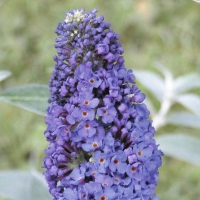 Komule Davidova, motýlí keř FloraSelf Buddleja davidii modrá 30-60 cm květináč 3 l