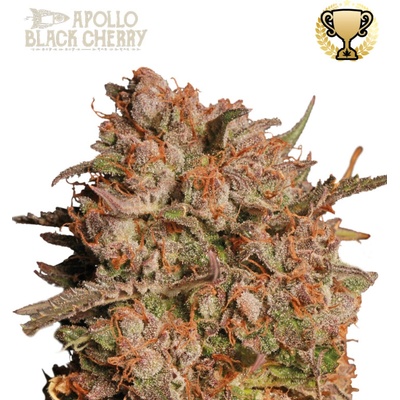 Seedstockers Superior Apollo Black Cherry Auto semena neobsahuji THC 3 ks