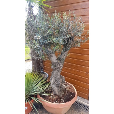 Oliva európska (Olea Europaea) celková výška 140cm, obvod kmeňa 65cm