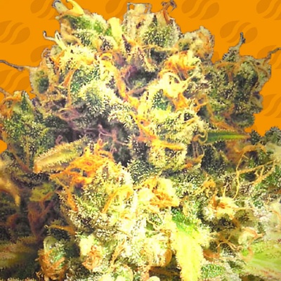 Original Sensible Seeds Dr. Bruce Banner CBD semienka neobsahujú THC 50 ks