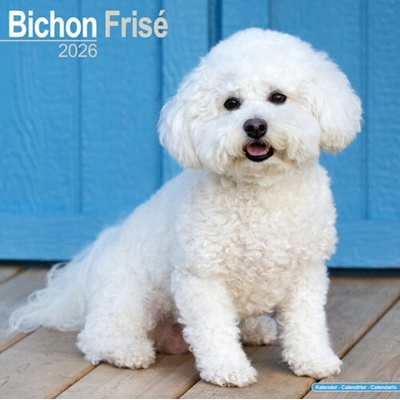 Bichon Frise Square Dog Breed Wall 16 Month 2026