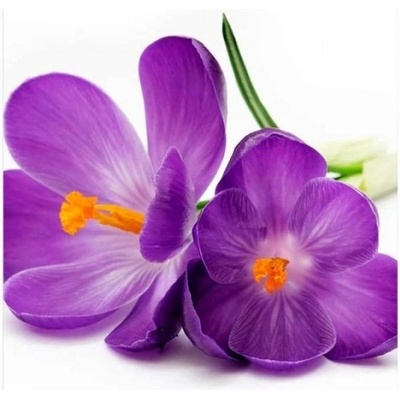 DIMEX ART Флизелинов фототапет минзухар 225 x 250 см