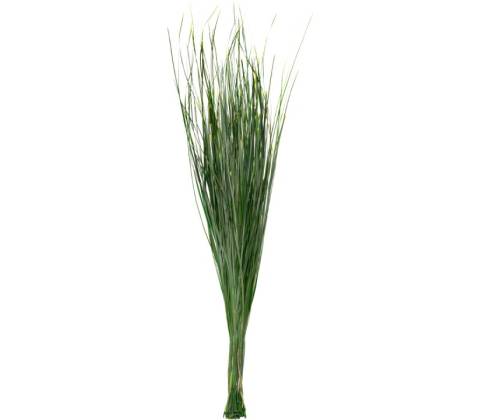 Bear Grass